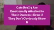 Cats Really Are Emotionally Attached to Their Owners—Even if They Don't Obviously Show It