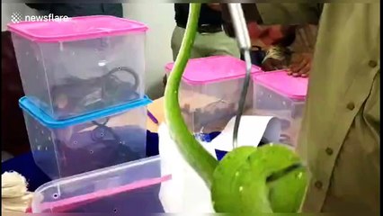 Customs officials in south India rescue exotic reptiles from smugglers