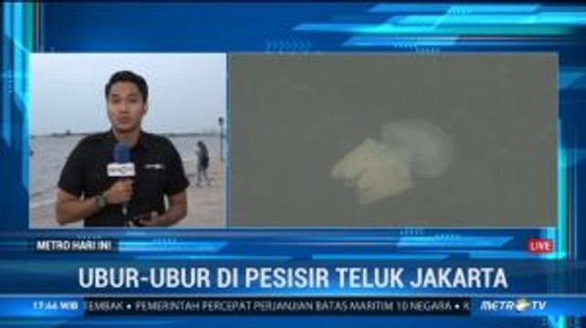 Ubur-ubur Bermunculan di Kawasan Pantai Ancol