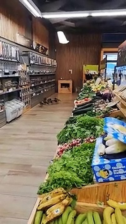 Quand des canards font leurs courses dans un magasin