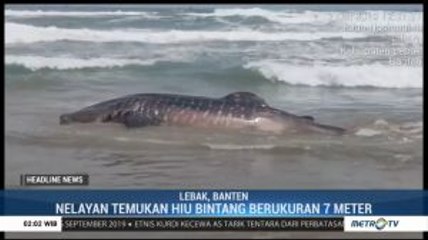 Hiu Bintang Ditemukan Terdampar di Pantai Lebak