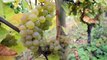 Turckheim : Vendanges au domaine Hurst