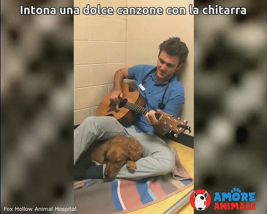 La cagnolina è spaventata per l'intervento chirurgico e il veterinario la calma così