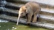 Cet éléphanteau découvre les joies de jouer avec sa trompe