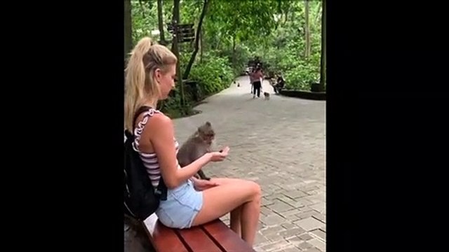 Ce singe n'aime pas les blagues... Bim