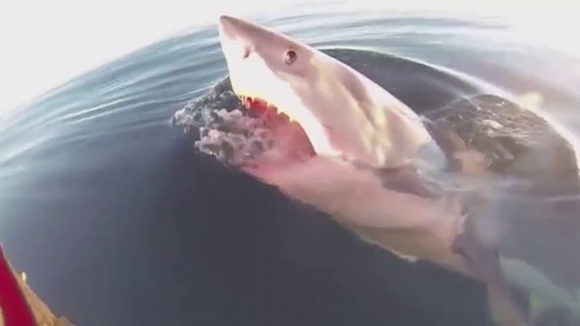 Un grand requin blanc s'en prend à un bateau et ne veut pas le lâcher