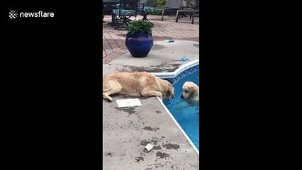 Dog appears to be giving fellow pooch swimming lessons!