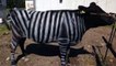 Scientists Found Flies Stay Away From Cows With Painted Zebra Stripes