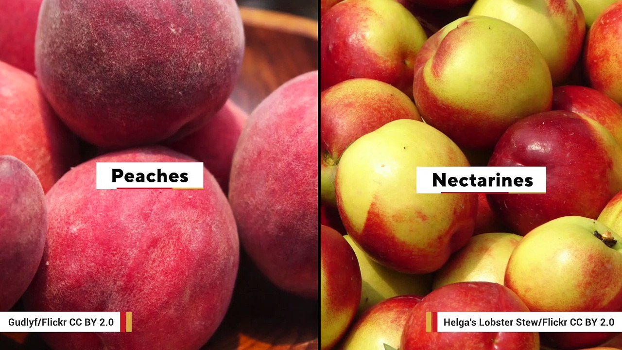 What's The Difference Between Peaches And Nectarines? video Dailymotion