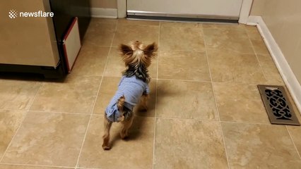 Puppy is very excited to see dad