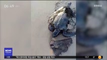 [이 시각 세계] 기름 뒤집어 쓴 거북…브라질 해안 '비상'