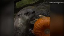 Zoo animals get into the Halloween season