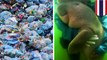 タイで人気の赤ちゃんジュゴン 腸にプラスチックごみ詰まり死ぬ - トモニュース