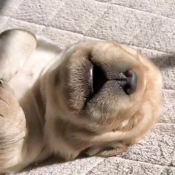 Newborn Labrador Retriever Puppy Adorably Barks In Her Sleep