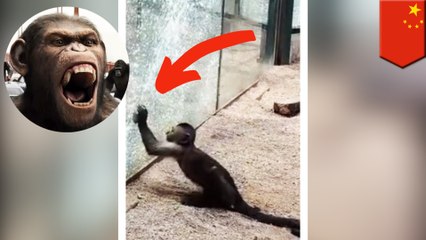 「ここから出せ!!」のサイン?サルが石投げ檻のガラスを割る - トモニュース