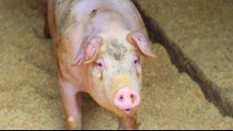 Fears African swine fever in North Korea could spread to South