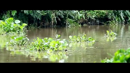 MÀU THỜI GIAN II QUỐC ĐẠI CÙNG DÓNG NHẠC DÂN CA QUÊ HƯƠNG II YANNEWS