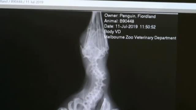 Un pingüino recorre 2.500 kilómetros nadando por el mar de Tasmania