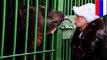 Serangan beruang: wanita mohon ampunan bagi beruang yang menghilangkan kakinya - TomoNews