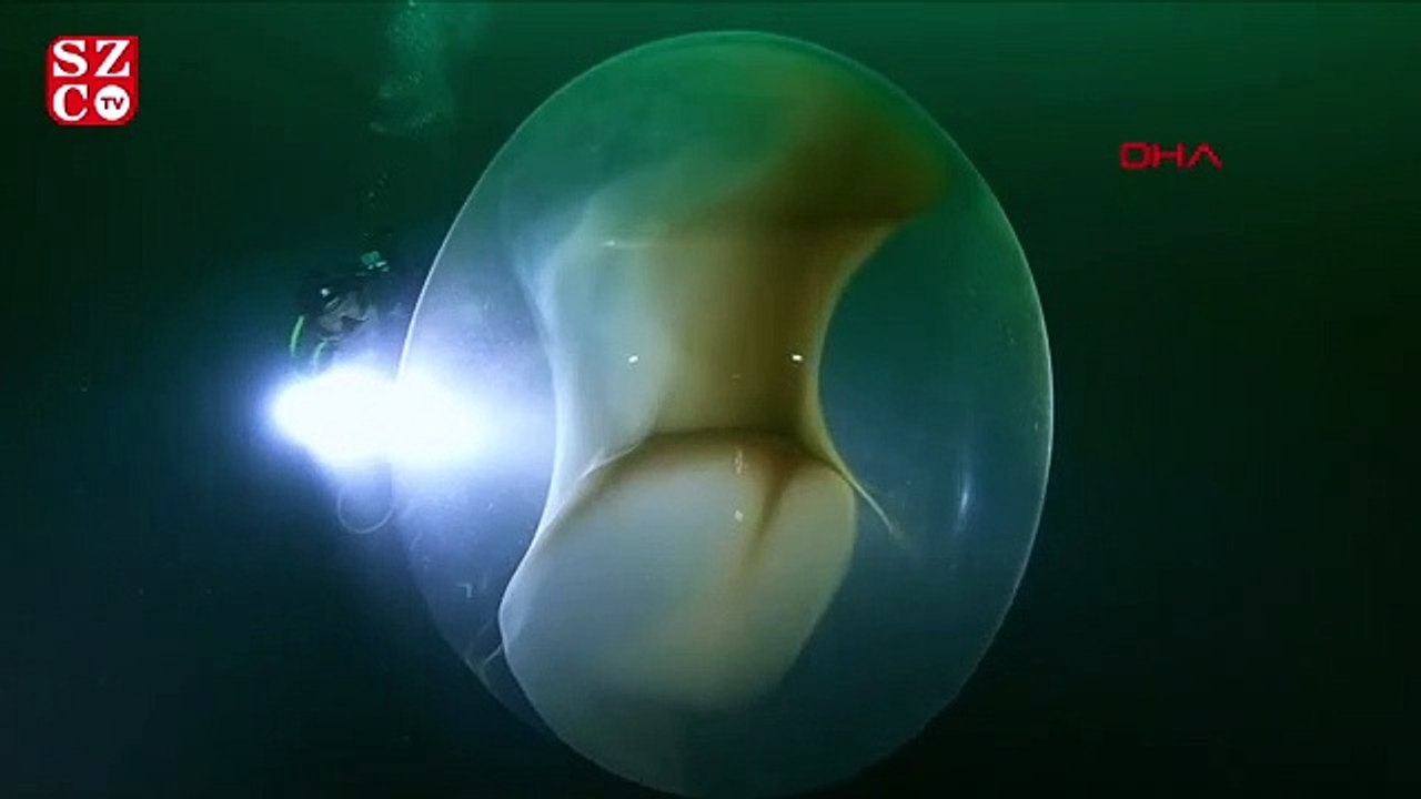 Dev kalamar yumurtası görenleri şaşırtıyor