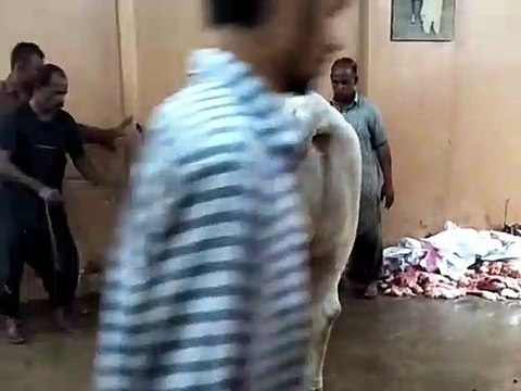 EID UL ADHA 2019 - BAKRA EID PAKISTAN Beautiful Bulls For Qurbani 2019 In Karachi