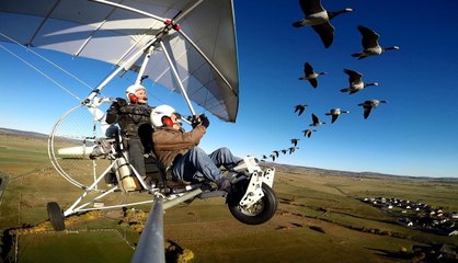 Muriel Bec, dresseuse d'oies pour le film de Nicolas Vanier "Donne-moi des ailes"