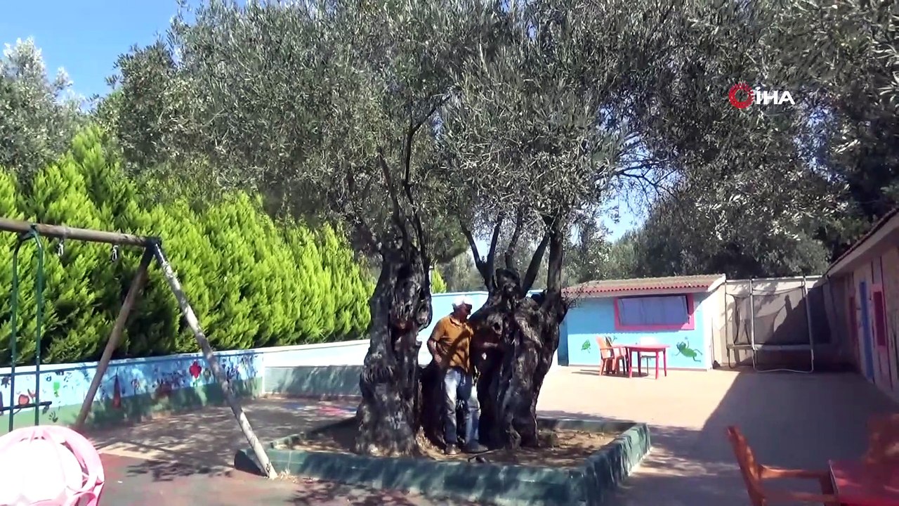 810 yıllık zeytin ağacı turizme hizmet ediyor