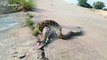 Stomach-churning moment python regurgitates farmer's prized rooster in Thailand