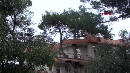 Manisa 3 asırlık ağacın kolları balkondan geçiyor