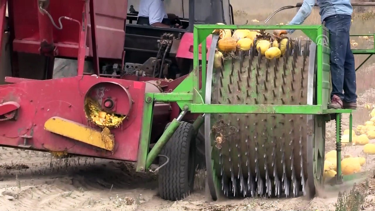 Kabak çekirdeği üreticisinin yüzünü güldürdü - KAYSERİ