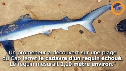 Au Cap Ferret, il trouve un  requin échoué sur une plage