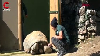 Türkiyenin en yaşlı kamplumbağası 'Tuki'