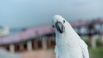 Te presentamos a la cacatúa de las Islas Salomón