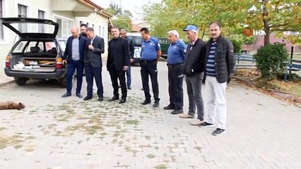 - Nesli tükenme tehlikesinde olan vaşak ölü bulundu