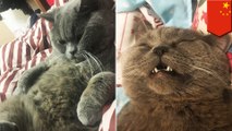 Kucing diinfus glukosa setelah kawin dengan 5 kucing betina dalam semalam - Tomonews