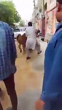 Cow Qurbani | Funny Compilation of Cow Running in Karachi Road | Eid Ul Adha 2018 & 2019