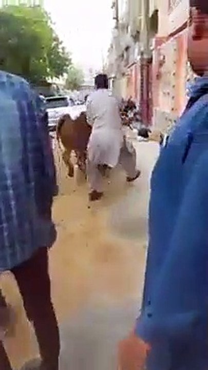 Cow Qurbani | Funny Compilation of Cow Running in Karachi Road | Eid Ul Adha 2018 & 2019