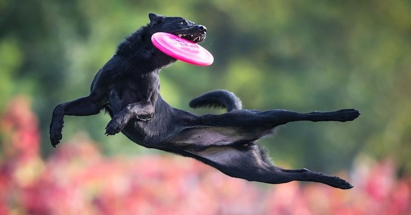 Ces photos de chiens, attrapant un frisbee en plein vol, sont à couper le souffle