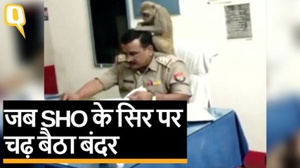 UP: जब SHO के सिर पर चढ़ बैठा बंदर