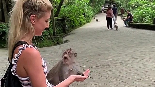C'est une mauvaise idée de faire croire à un singe qu'on a de la nourriture