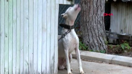 Antalya 'ruhsatı olmayan pitbull beslemesin' - 1