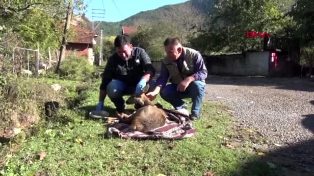 Bartın köpeklerin saldırdığı karacayı, süpürge ile kurtardı