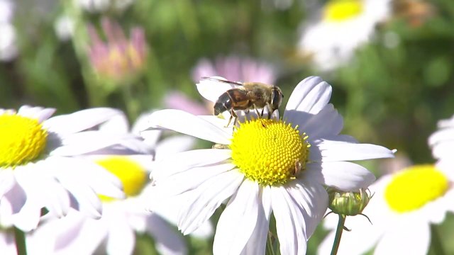 구절초 활짝 핀 10월의 어느 멋진 가을날 / YTN