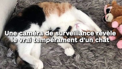 Une caméra de surveillance révèle le vrai tempérament d’un chat