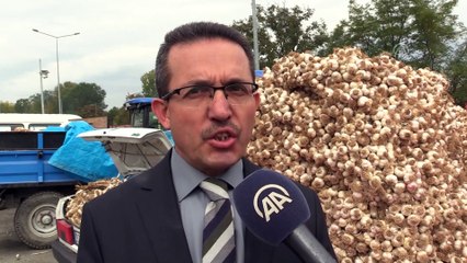 Sarımsak fiyatı düşüşe geçti - KASTAMONU