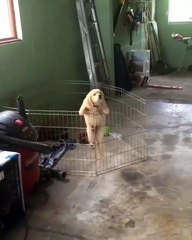 Futé le toutou ! Regardez comment ce chien en cage réussit à s'échapper avec une facilité déconcertante