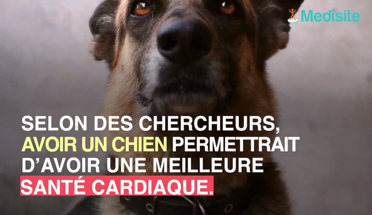 Mieux vaut avoir un chien qu'un mari pour éviter l'infarctus !