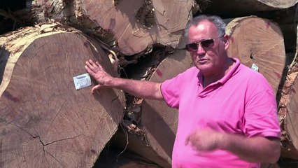 Vozes da Amazônia: o madeireiro (legal)