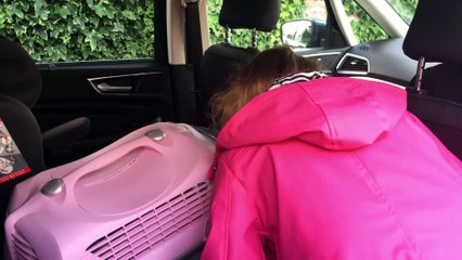 Brincando de Bolinha com meu  Gatinho de Estimação fofo