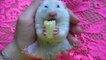 Cute Hamster Eating  ♥  Funny  and Cute Animals  ♥ Adorable Syrian Hamsters